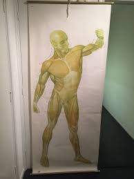 Jan 21, 2019 · gland is the name given to an organ, the function of which is to produce and release chemicals which help the human body in some way or the other. Two Large School Posters Muscles Human Body Front And Back Catawiki