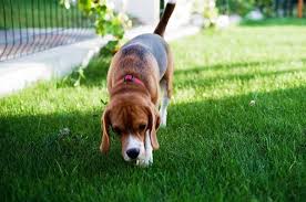 8 Tips To Maintain Clean And Beautiful Artificial Lawn