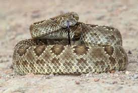 Venomous Snakes Of North America Mojave Rattlesnake Rattlesnake Snake Venom