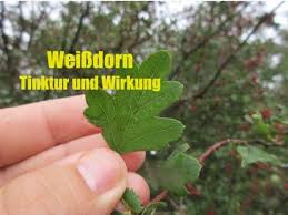 Robert Franz Krauter Abc Weissdorn Youtube Heilpflanzen Krauter Spitzwegerich