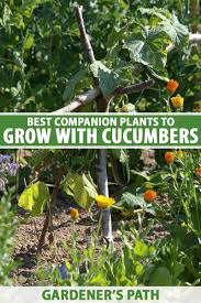 Companion planting is a tradition full of folklore with its feet firmly planted in science. The Best And Worst Cucumber Companion Plants Gardener S Path