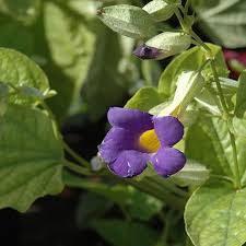 Image result for Thunbergia