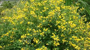 #myphotography #flower #yellow #tennessee #myedit #oilpaintingeffect image by judie. Small Yellow Wild Indigo Tennessee Smart Yards Native Plants