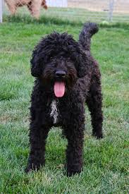 Maybe you would like to learn more about one of these? Pin On Labradoodles Of Montana