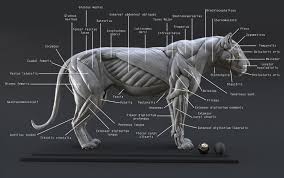 Lion Ecorche Model Muscles Study 3d Model Lion Anatomy Muscle Cat Anatomy