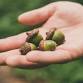 Little Acorns: Critter Costumes — Missouri Master event image