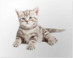 Ingiliz Bebek Kedi Ya Da Yavru Izole Yalan Poster Pixers Haydi Dunyanizi Degistirelim