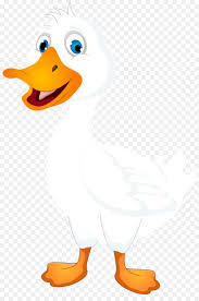 Drakes do possess a drake feather, which is a single curled feather on the tail. American Pekin Duck Cartoon Clip Art Ente Weiss Cliparts Png Herunterladen 5352 8000 Kostenlos Transparent Geflugel Png Herunterladen