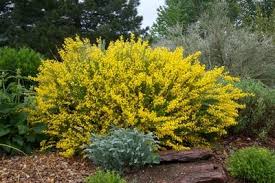 Its relatively fine texture sets it apart from other landscape plants with less refined foliage. Spanish Gold Broom