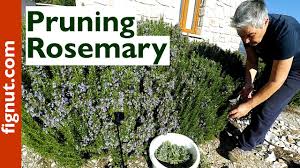 Image result for rosemary pruning