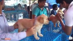 Why buy a golden retriever puppy for sale if you can adopt and save a life? Best Golden Retriever Puppy In Galiff Street Pet Market Kolkata Youtube