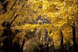 Yellow leaves in japan & korea. Autumn In Seoul Best Places To See Korean Autumn Leaves In Seoul