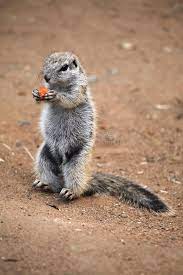 Cape Ground Squirrel Xerus Inauris Wildlife Animal Spon Squirrel Ground Cape Xerus Animal Ad Wildlife Animals Animals Squirrel