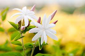 Grow And Care For Jasmine Plant Jasminum Trees Com Jasmine Plant Plants Beautiful Wallpapers Backgrounds
