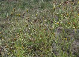 Image result for Schkuhria pinnata