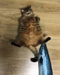 Nature Crafts Videos Words Check Our Pinterest Profile To See More Cute And Fun Videos Photos About Animal 2020 Komik Hayvan Videolari Komik Hayvan Hayvan Mizahi