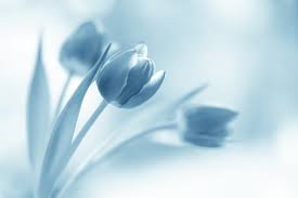 If you are looking for background bunga you've come to the right place. Bunga Tulip Warna Biru 2048x1536 Download Hd Wallpaper Wallpapertip