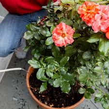 We did not find results for: How To Grow Roses In Containers