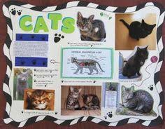 Make A Science Fair Project About Different Types Of Cat Animal Science Poster Ideas For Your K Kids Science Fair Projects Science Fair Projects Science Fair