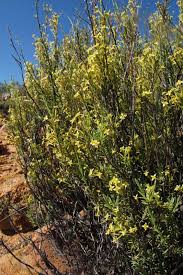 Image result for Struthiola