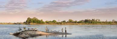 Image result for Cadaba kirkii