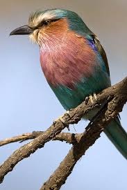 Bird Guide Botswana Trip Report Part 3 Species Listing Bird Guides Bird Species Bird