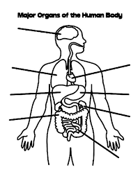 Human Body Coloring Pages Body Diagram Human Body Worksheets Human Body Systems
