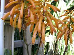 Image result for Euphorbia dawei