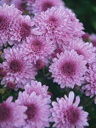 Mum Grandchild Bluestone Perennials Chrysanthemum Plant Chrysanthemum Flower Chrysanthemum