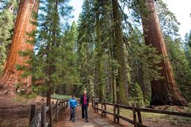 It passes by the giant forest. Top Places To Visit In The Sequoia National Forest