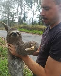 Otelo!! Hermoso Golden. Disfrutó su sesión completa de peluquería. Y  nososotros disfrutamos de él. Es un perro muy cariñoso y activo. #lobonegro  #peluqueriacanina #petsgroomer #lovedogs #saa #carrizal #Cují #losteques  #servicioadomicilio