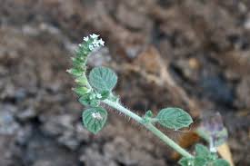 Image result for Heliotropium supinum