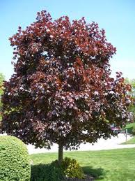Flowering vines & ground covers. Cold Hardiness Zone 3 Trees And Shrubs 40 F 40 C Online Orchards