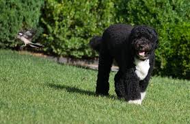 The portuguese water dog is a robust dog of medium build, slightly longer than it is tall. 15 Best Dog Breeds For Travel Types Of Dogs For Pet Travel