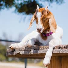 Not many people can claim to be the g.o.a.t., but those who can are the greatest of g.o.a.t. 21 Things To Know Before Starting A Goat Farm Mother Earth News