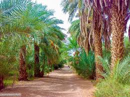 Albawga River Nile State الباوقة ولاية نهر النيل السودان By Ayoub Babiker Sudan Albawga Palms Rivernile Cactus Plants Photo Country Roads