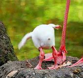 Never Seen A Baby Flamingo Here Ya Go Animals Funny Animals Animals Doing Funny Things