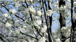 There are many beautiful and popular cultivars to choose from when it comes to flower color for the spring landscape. Choose And Plant Ornamental Trees