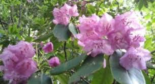 Maybe you would like to learn more about one of these? Smoky Mountain Plants And Foliage Pigeon Forge Tn