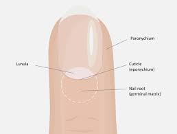 Image result for paronychium