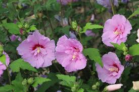 Image result for Hibiscus syriacus ´Pink Chiffon