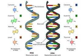 Pengertian Ciri Ciri Persamaan Dan Perbedaan Dna Dan Rna Lengkap