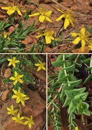 Image result for Hypericum aethiopicum
