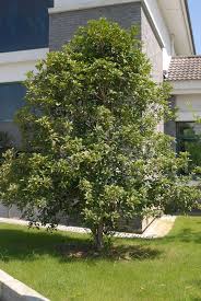 Maybe you would like to learn more about one of these? Osmanthus Fragrans Fragrant Tea Olive Sweet Osmanthus Tea Olive North Carolina Extension Gardener Plant Toolbox