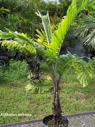 Image result for Aiphanes