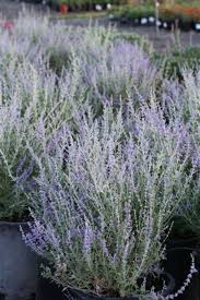 Image result for perovskia atriplicifolia 'little spire'