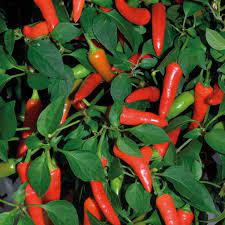 Super Chili Pepper Plant An Attractive Plant They Can Be Used As Ornamental Plants In The Garden Or Stuffed Peppers Stuffed Sweet Peppers Chili Pepper Plant