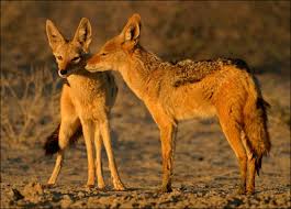 Golden Jackal Animals Animal Movement Jackal