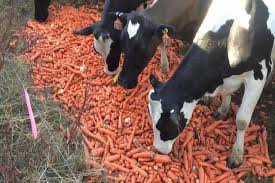 I absolutely love spinach and eat it almost every day, especially, since i started making smoothies with my vitamix. Can Cows Eat Carrots