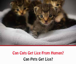 Try finding the one that is right for you by. Can Cats Get Lice From Human Getridofallthings Com